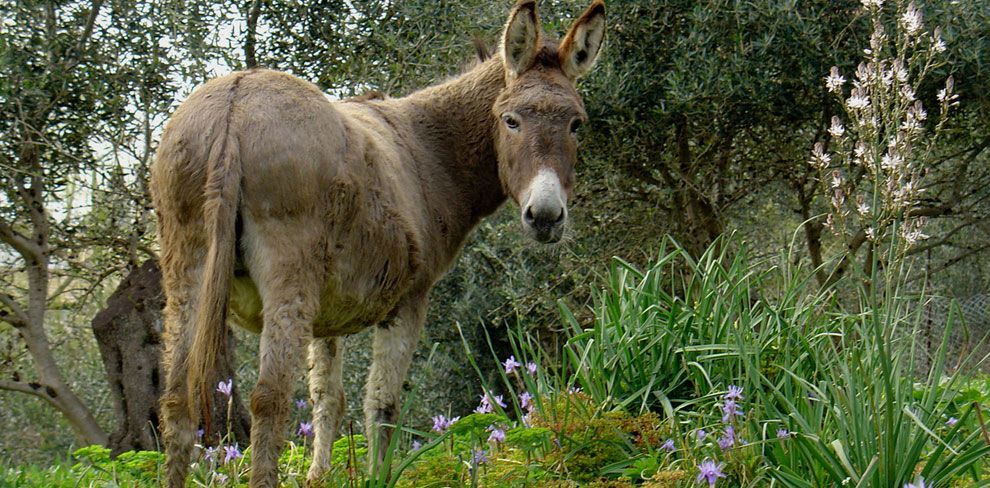 4 χρόνια Golden Donkeys Farm στη Σκαρίνου