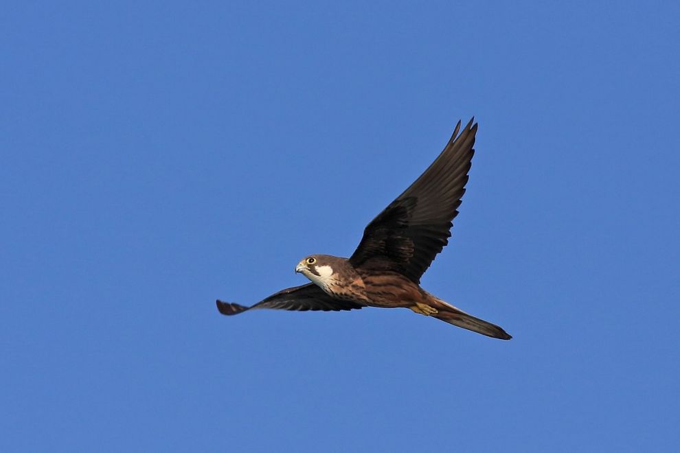 Eleonora’s Falcon – Life in the Balance – Faneromeni22