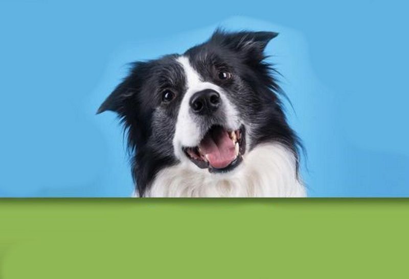 Dog’s Day Out Event στο Λούνα Παρκ Παπαφιλίπου στην Έγκωμη