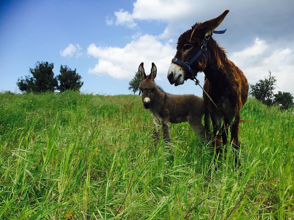 Γιορτάζουμε την 25η Μαρτίου στην Golden Donkeys