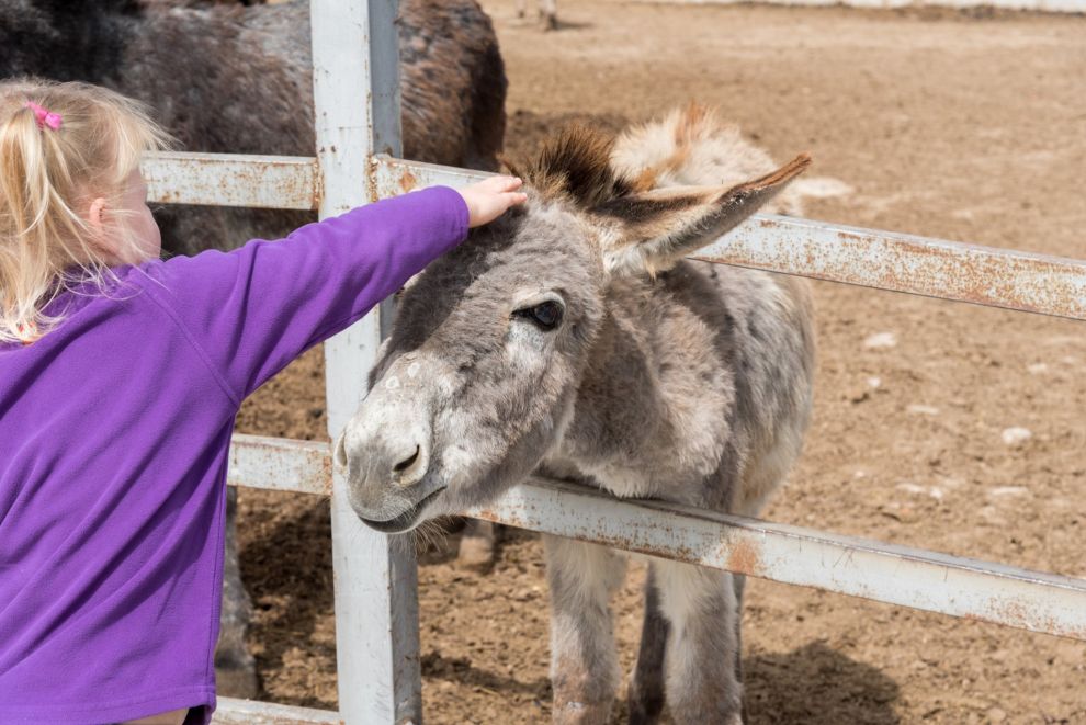 7ο Φεστιβάλ «Μαγιάτικα γαϊδουράκια» στην Golden Donkeys Farm 