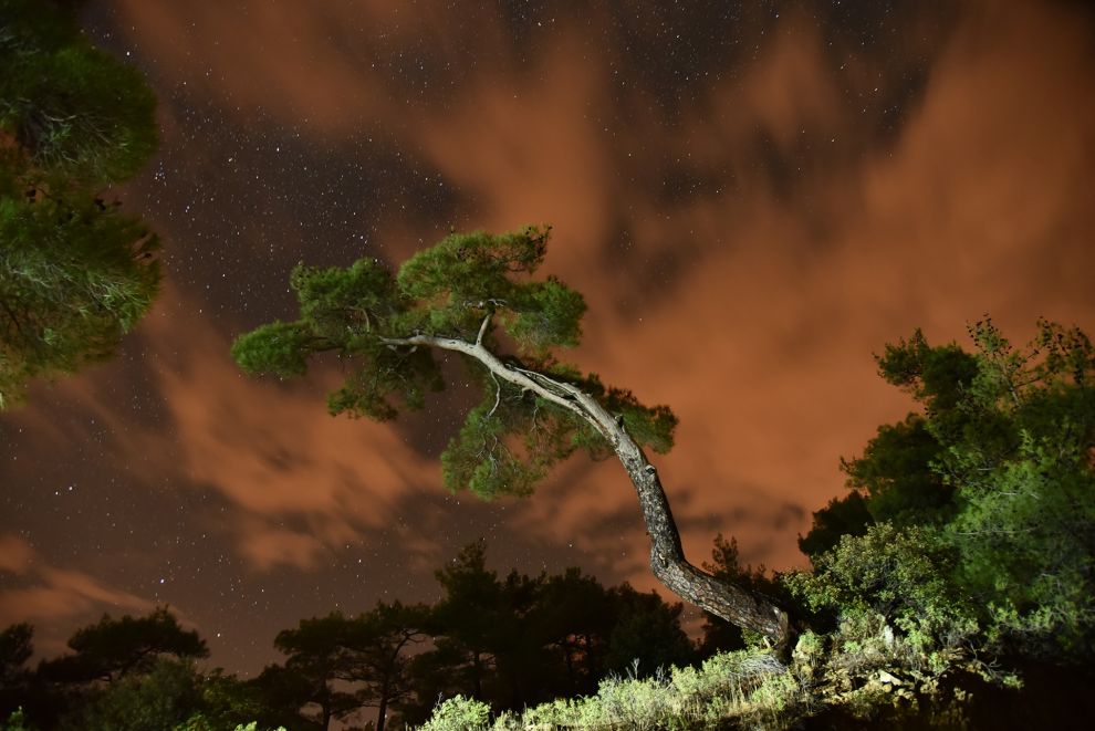 Αντηχήσεις Δέντρων – Ανάμεσα στην Εικόνα και τον Στίχοστα Κεντρικά Γραφεία ΑΗΚ