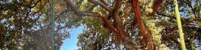 Magic Oak